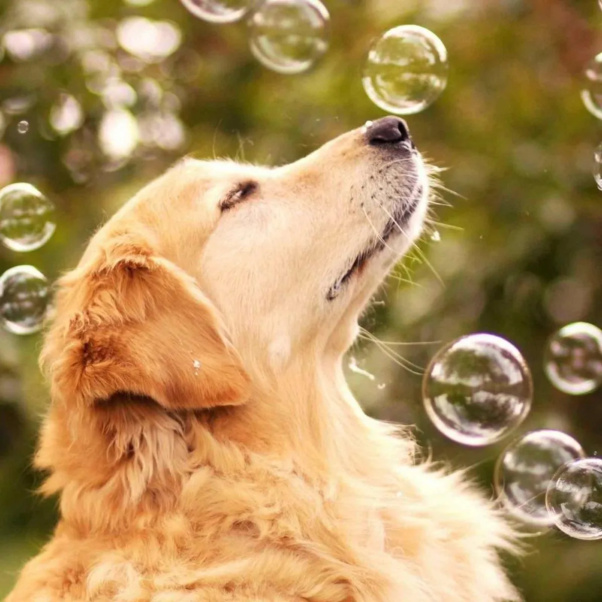 Bubble Dog Mega Bubble Blaster